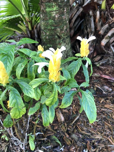 Pachystachys lutea image