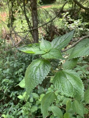 Pouzolzia parasitica