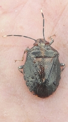 Antiteuchus tripterus