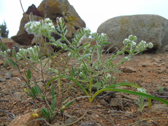 Cryptantha filaginea