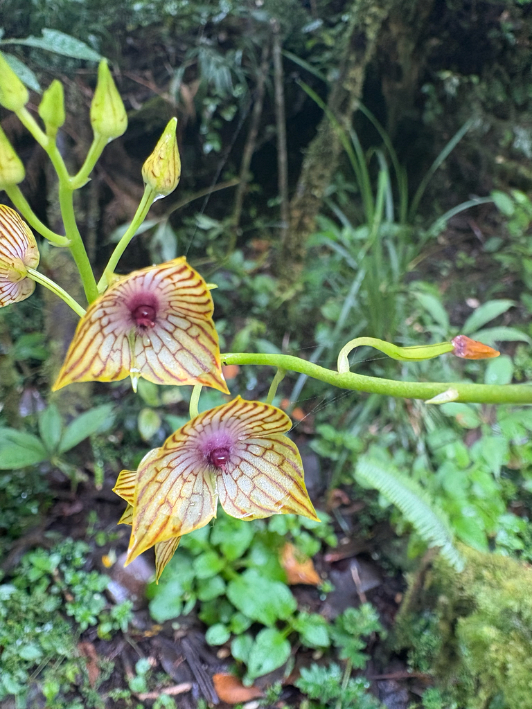 Telipogon portilloi