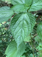 Pouzolzia parasitica