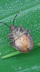 Antiteuchus tripterus