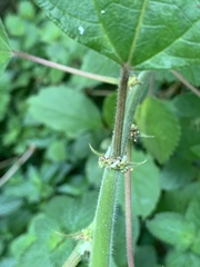 Pouzolzia parasitica