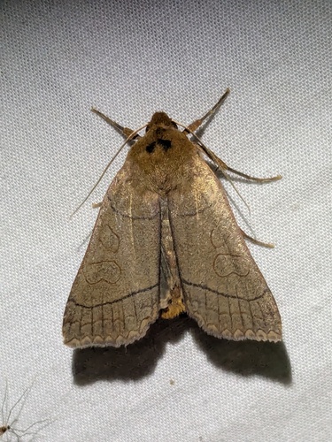 Unsated Sallow photo 4