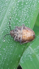 Antiteuchus tripterus