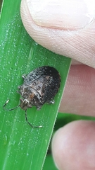 Antiteuchus tripterus