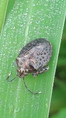 Antiteuchus tripterus