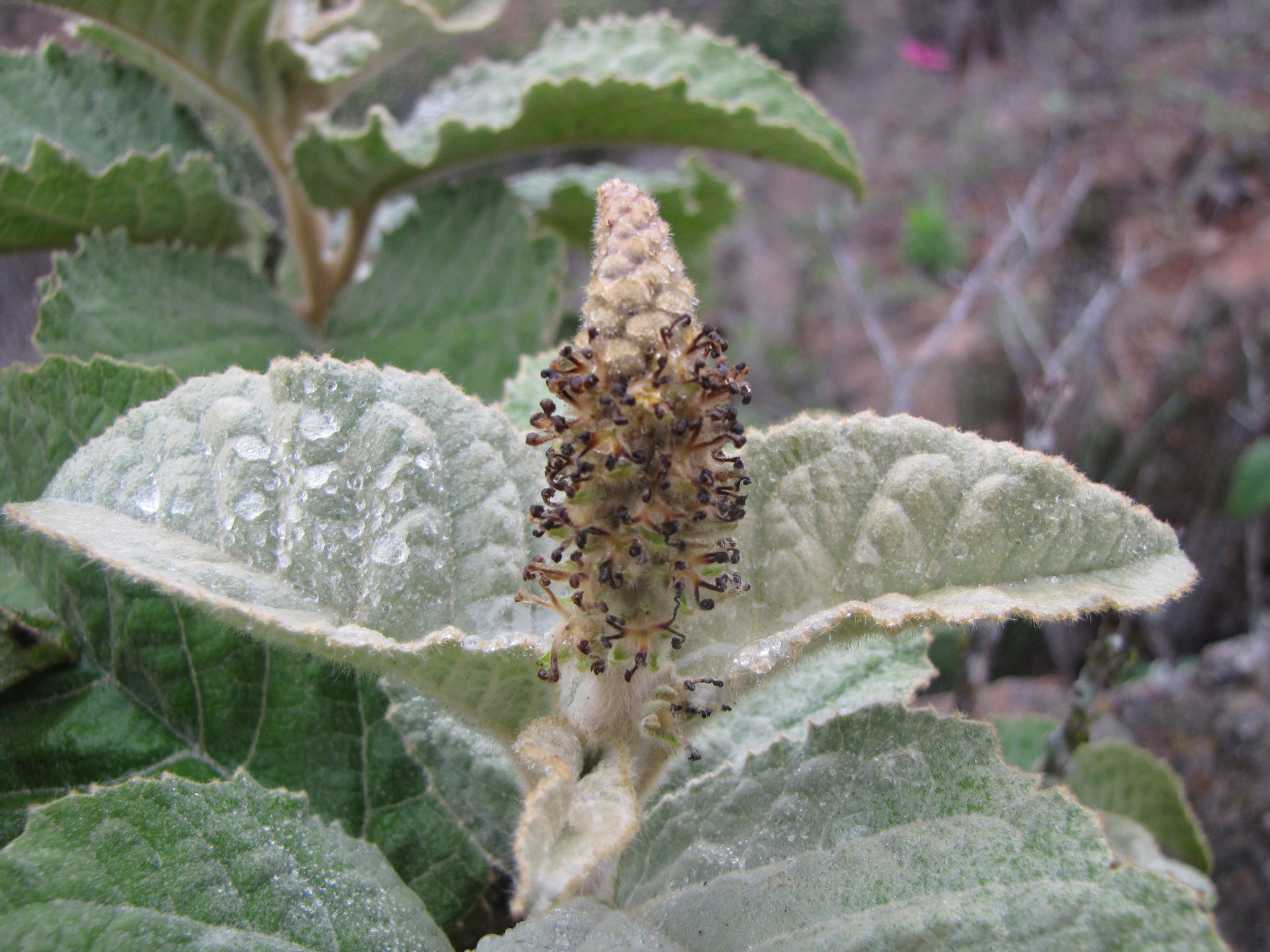 Croton chilensis