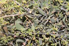 Tapinanthus