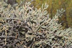 Tapinanthus