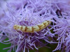 Chloroclystis conversa