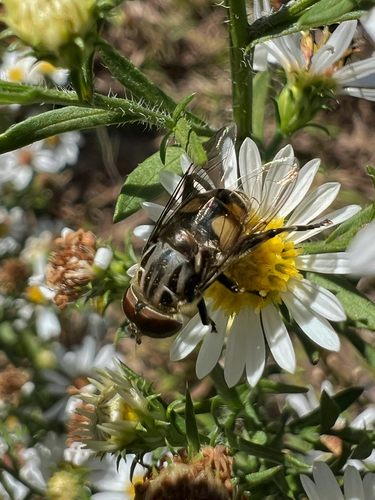 Unknown species found near Garfield, AR, US