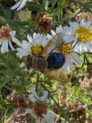 Unknown species found near Garfield, AR, US