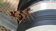 Thespieus aspernatus