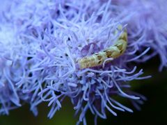 Chloroclystis conversa