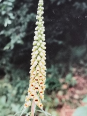 Digitalis ferruginea