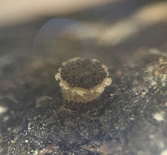 Ascobolus crenulatus