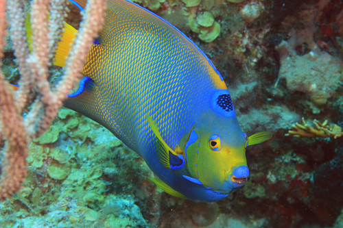 Queen Angelfish