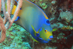 Queen Angelfish photo 5