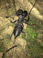 Mastigoproctus colombianus