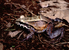 Leptodactylus peritoaktites