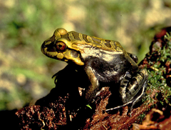 Leptodactylus knudseni