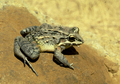 Leptodactylus labrosus