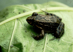 Leptodactylus ventrimaculatus