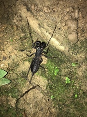 Mastigoproctus colombianus