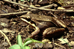 Leptodactylus mystaceus