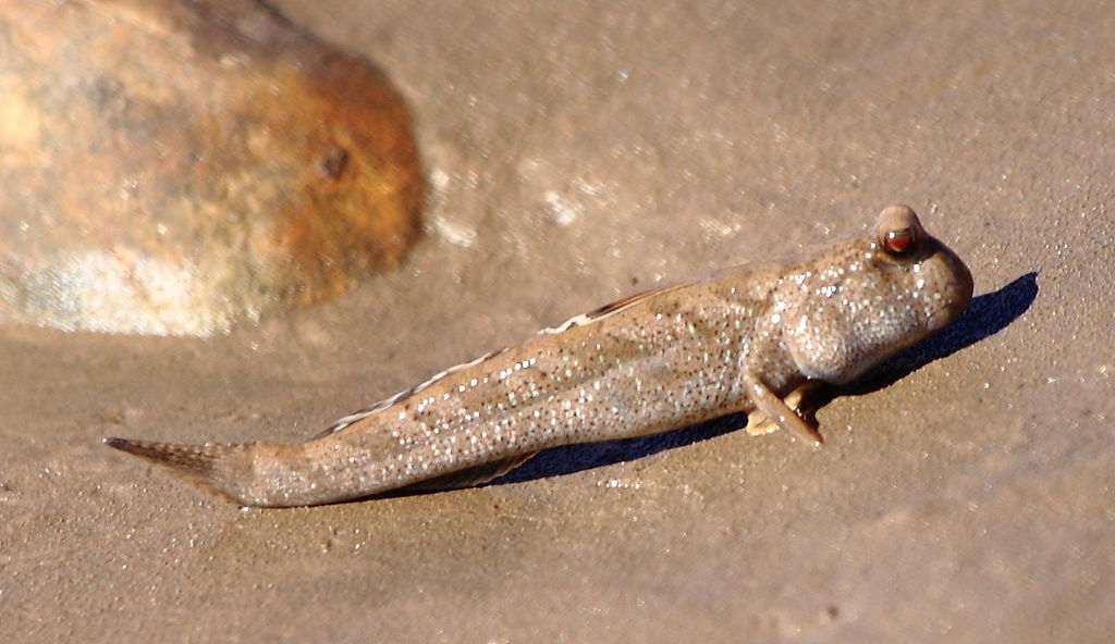 Australian Mudskipper