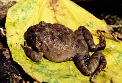 Strabomantis sulcatus