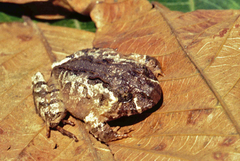 Strabomantis sulcatus