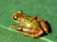Pristimantis eremitus