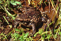 Pristimantis curtipes