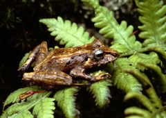 Pristimantis appendiculatus