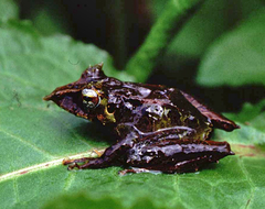Pristimantis appendiculatus
