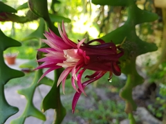 Selenicereus anthonyanus