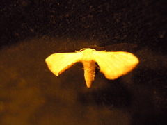 Bombycidae