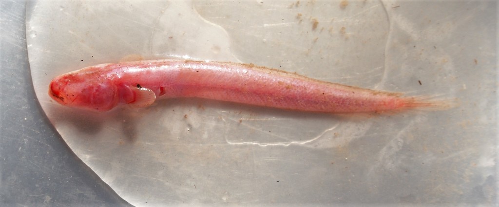 Blind Goby