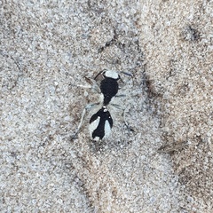 Traumatomutilla bifurca