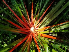 Bromelia balansae