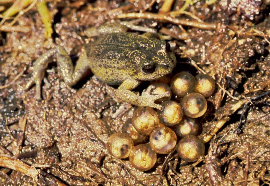 Philip's Rainfrog