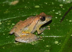 Pristimantis luteolateralis