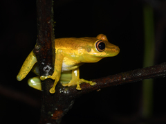 Scinax tsachila
