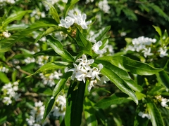 Tabernaemontana catharinensis