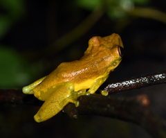 Scinax tsachila