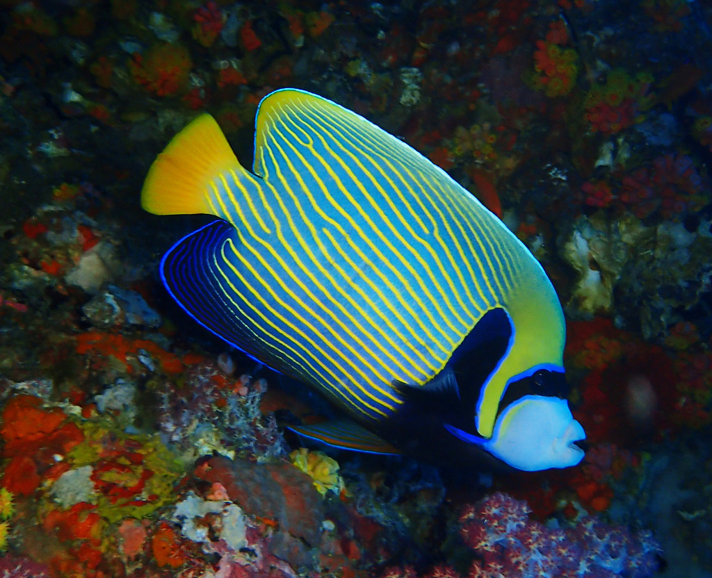 Angelfishes