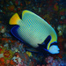 Angelfishes - Photo (c) richie rocket, some rights reserved (CC BY-ND)